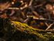 tree trunk with moss in autumn forest