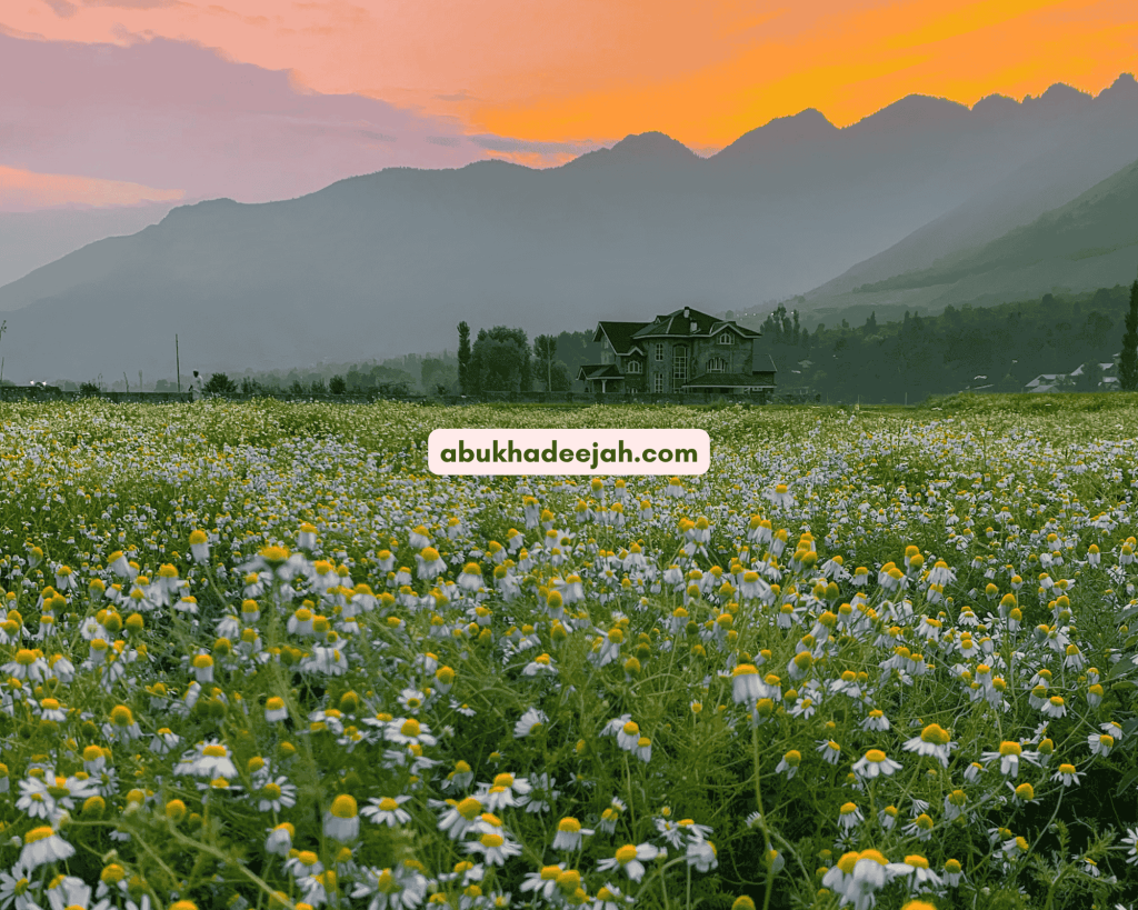 fields hills hijrah