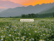 fields hills hijrah