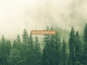 Trees mist