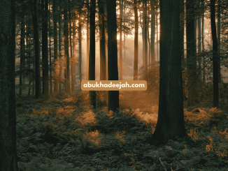 Woods dark light