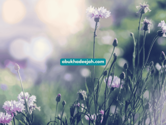 muadh ibn jabal - wild flowers