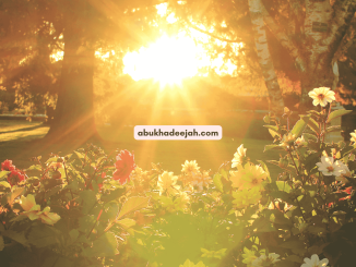 flowers sun